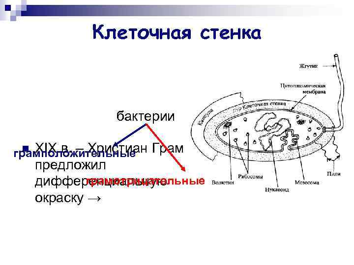 Клеточная стенка бактерии n XIX в. – Христиан грамположительные Грам предложил грамотрицательные дифференциальную окраску