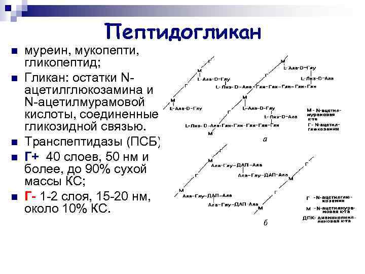 Пептидогликан n n n муреин, мукопепти, гликопептид; Гликан: остатки Nацетилглюкозамина и N-ацетилмурамовой кислоты, соединенные