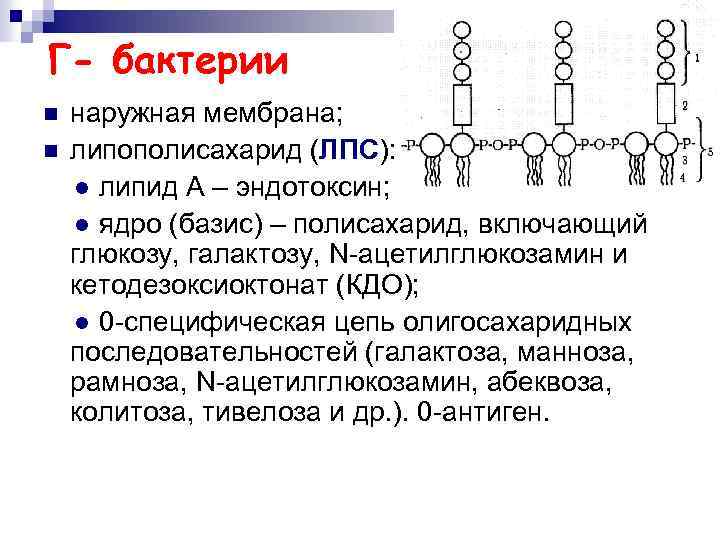 Г- бактерии n n наружная мембрана; липополисахарид (ЛПС): ● липид А – эндотоксин; ●