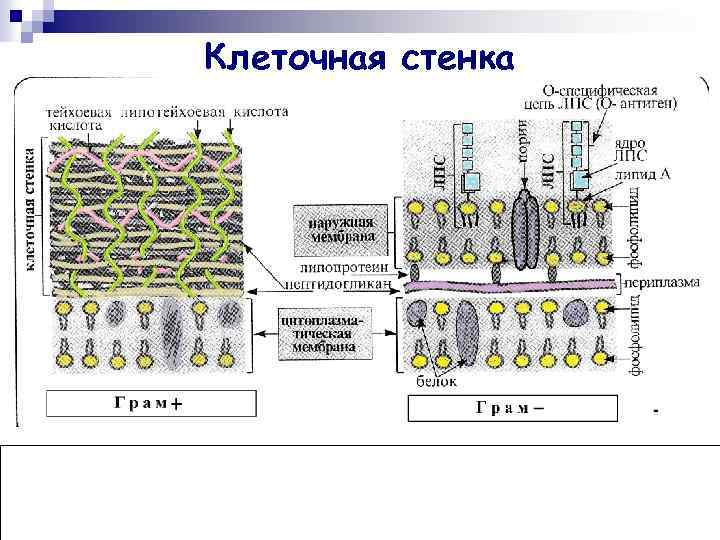 Клеточная стенка 