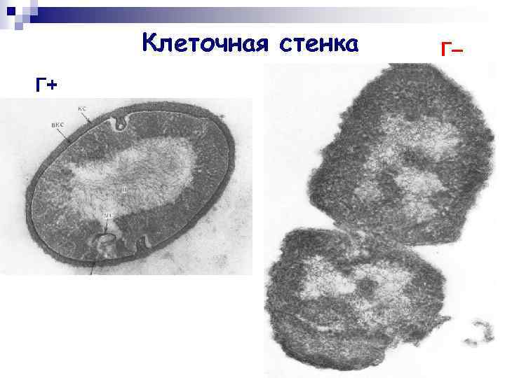 Клеточная стенка Г+ Г– 