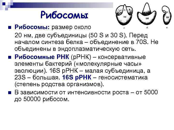 Рибосомы n n n Рибосомы: размер около 20 нм, две субъединицы (50 S и