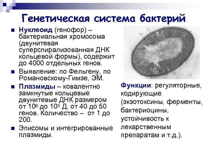 Генетическая система бактерий n n Нуклеоид (генофор) – бактериальная хромосома (двунитевая суперспирализованная ДНК кольцевой