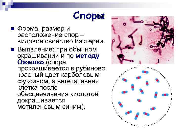 Споры n n Форма, размер и расположение спор – видовое свойство бактерии. Выявление: при