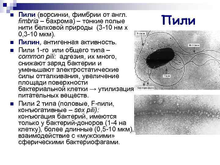 n n Пили (ворсинки, фимбрии от англ. fimbria – бахрома) – тонкие полые нити