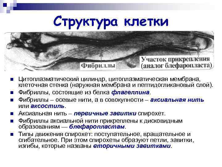 Структура клетки n n n Цитоплазматический цилиндр, цитоплазматическая мембрана, клеточная стенка (наружная мембрана и