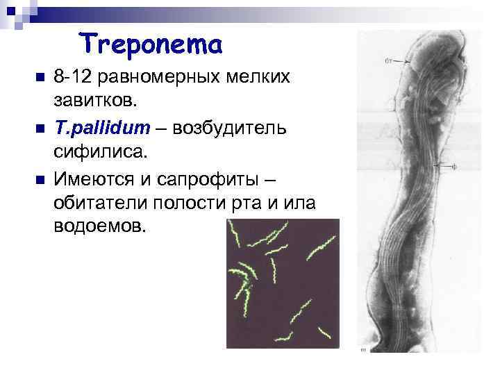 Treponema n n n 8 -12 равномерных мелких завитков. T. pallidum – возбудитель сифилиса.