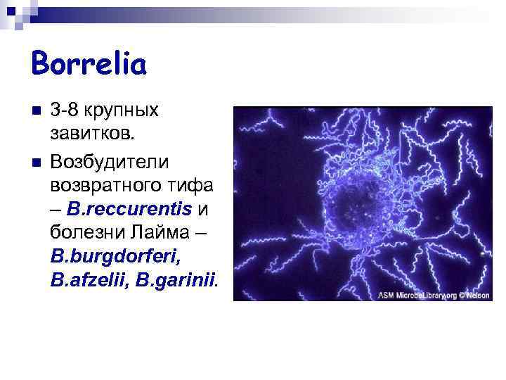 Borrelia n n 3 -8 крупных завитков. Возбудители возвратного тифа – B. reccurentis и