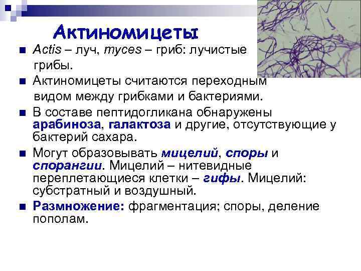 Актиномицеты n n n Actis – луч, myces – гриб: лучистые грибы. Актиномицеты считаются