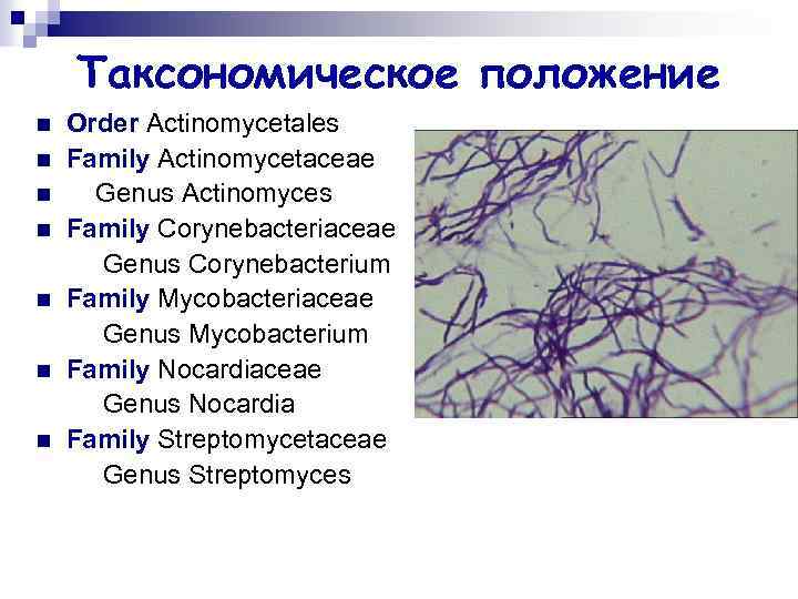 Таксономическое положение n n n n Order Actinomycetales Family Actinomycetaceae Genus Actinomyces Family Corynebacteriaceae