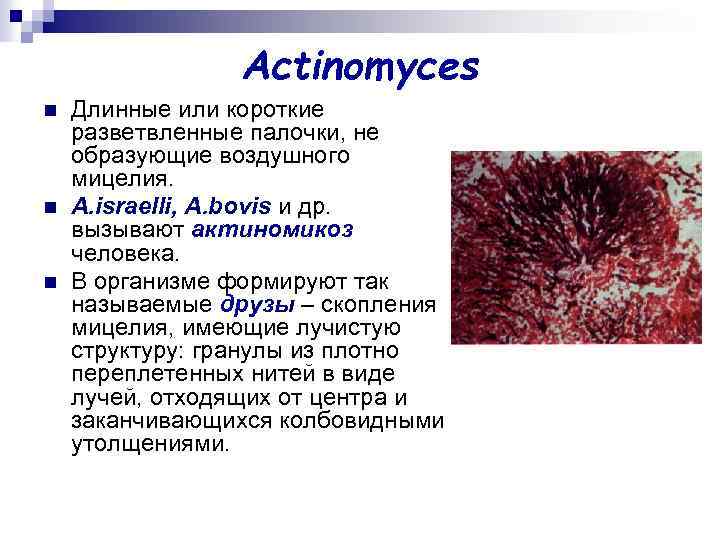 Actinomyces n n n Длинные или короткие разветвленные палочки, не образующие воздушного мицелия. A.