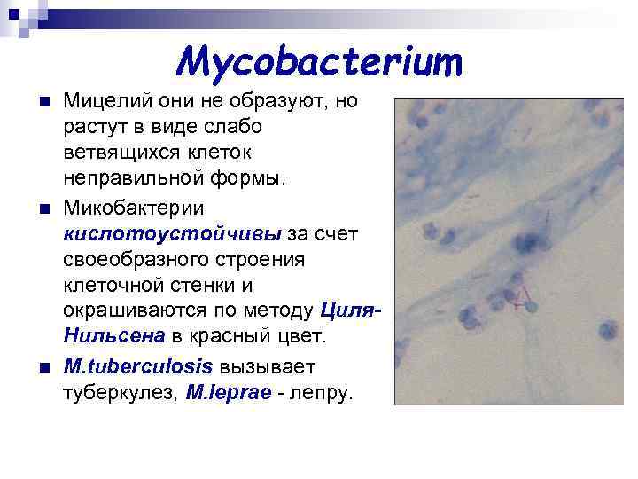 Типы микобактерий. Строение клеточной стенки микобактерии туберкулеза. Микобактерии морфология. Состав клеточной стенки микобактерий туберкулеза. Строение микобактерии туберкулеза.