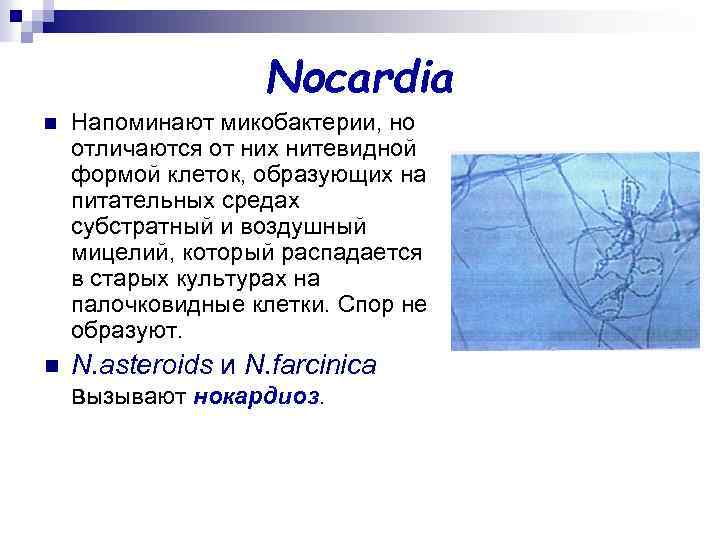 Nocardia n Напоминают микобактерии, но отличаются от них нитевидной формой клеток, образующих на питательных
