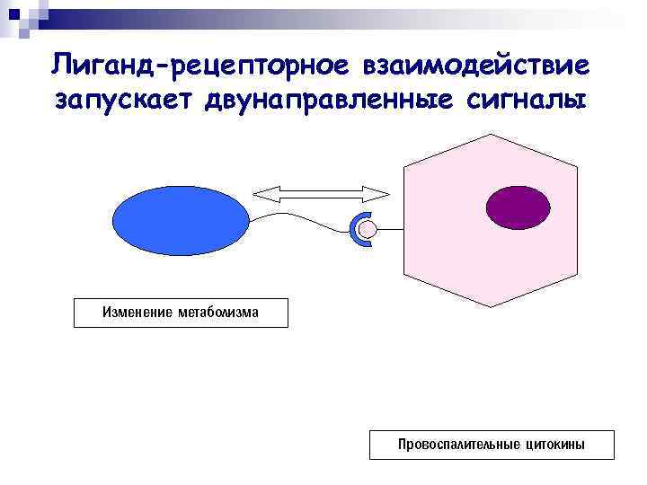 Лиганд-рецепторное взаимодействие запускает двунаправленные сигналы Изменение метаболизма Провоспалительные цитокины 