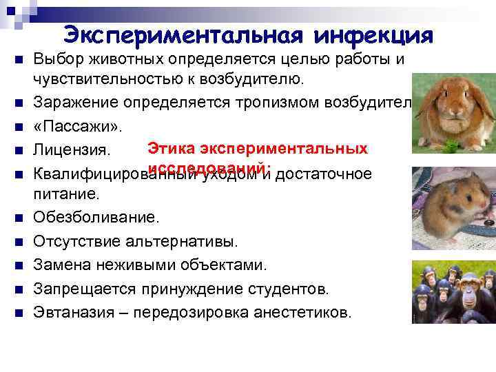 Экспериментальная инфекция n n n n n Выбор животных определяется целью работы и чувствительностью