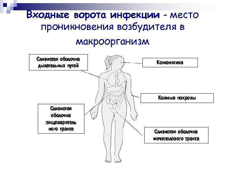 Входные ворота инфекции - место проникновения возбудителя в макроорганизм Слизистая оболочка дыхательных путей Конюнктива