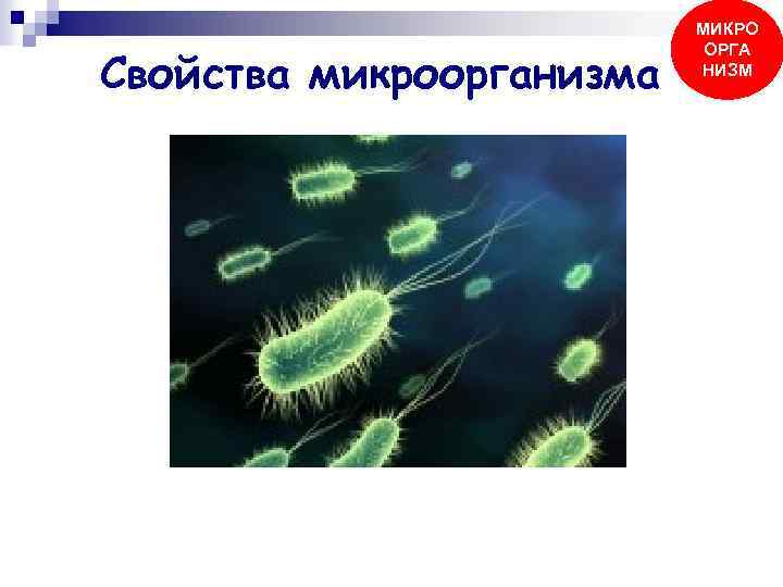 Свойства микроорганизма МИКРО ОРГА НИЗМ 