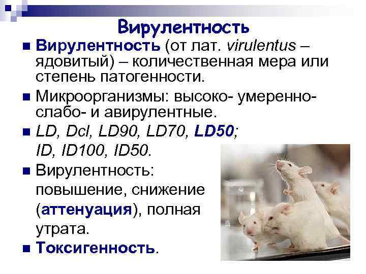 Вирулентность (от лат. virulentus – ядовитый) – количественная мера или степень патогенности. n Микроорганизмы: