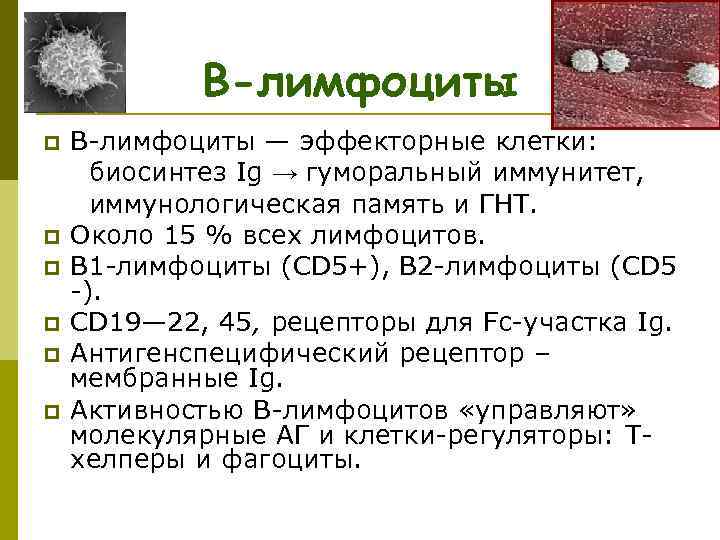 В-лимфоциты p p p В-лимфоциты — эффекторные клетки: биосинтез Ig → гуморальный иммунитет, иммунологическая