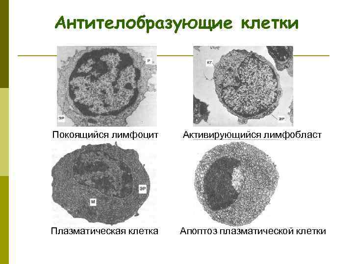 2 что такое апоптоз клетки и какого его биологическое значение