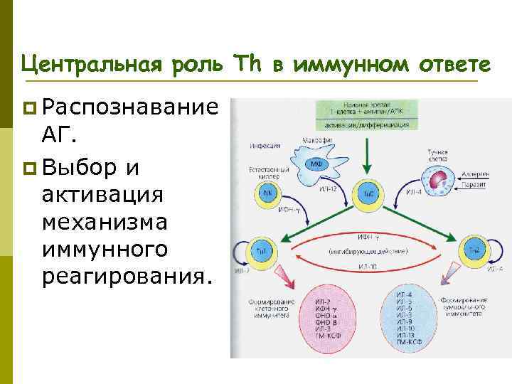 Центральная роль Тh в иммунном ответе p Распознавание АГ. p Выбор и активация механизма