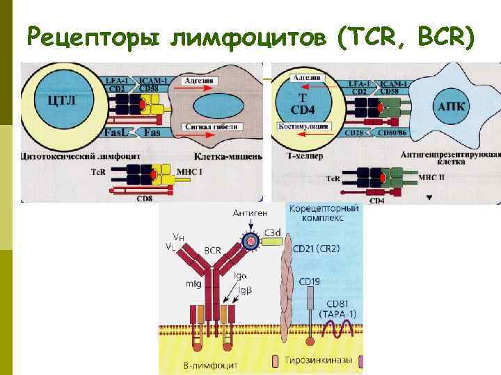 Рецепторы лимфоцитов (TCR, BCR) 