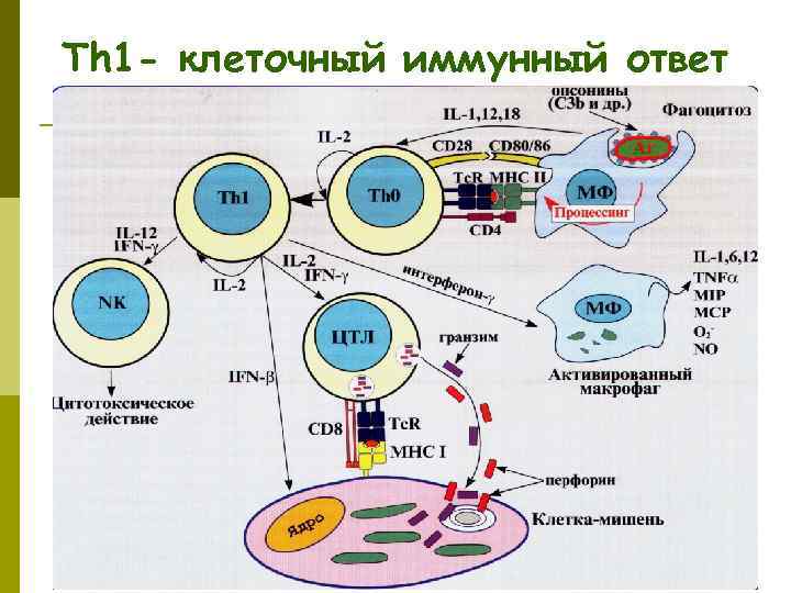 Тh 1 - клеточный иммунный ответ 