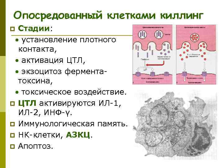 Опосредованный клетками киллинг Стадии: установление плотного контакта, активация ЦТЛ, экзоцитоз ферментатоксина, токсическое воздействие. p