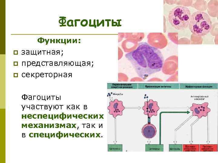 Фагоциты p p p Функции: защитная; представляющая; секреторная Фагоциты участвуют как в неспецифических механизмах,