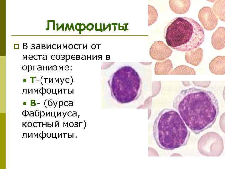 Лимфоциты p В зависимости от места созревания в организме: T-(тимус) лимфоциты В- (бурса Фабрициуса,