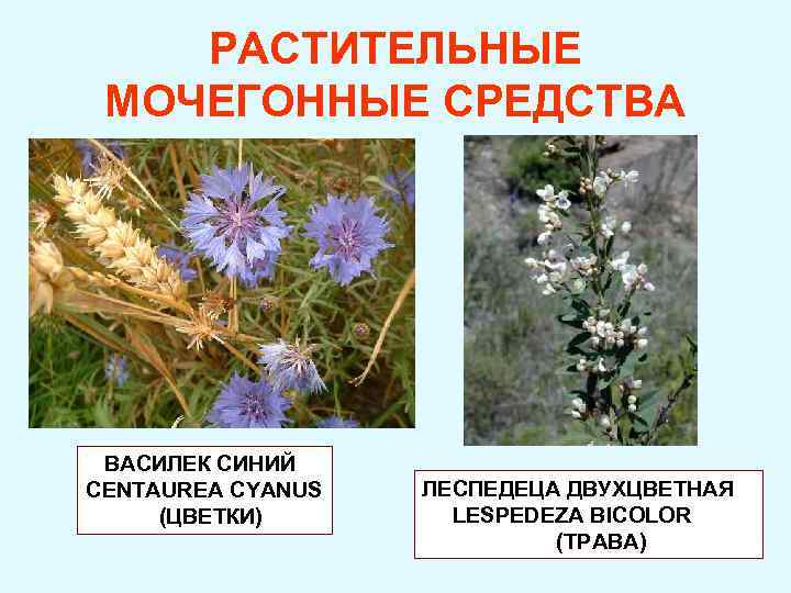 РАСТИТЕЛЬНЫЕ МОЧЕГОННЫЕ СРЕДСТВА ВАСИЛЕК СИНИЙ CENTAUREA CYANUS (ЦВЕТКИ) ЛЕСПЕДЕЦА ДВУХЦВЕТНАЯ LESPEDEZA BICOLOR (ТРАВА) 