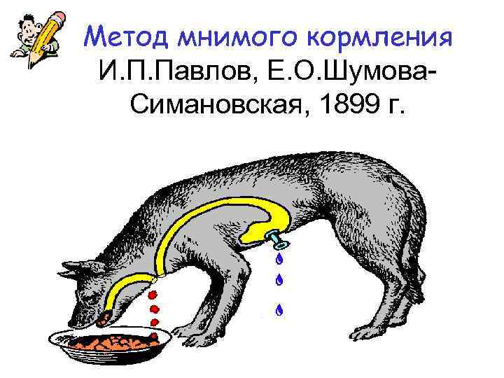Метод мнимого кормления И. П. Павлов, Е. О. Шумова. Симановская, 1899 г. 