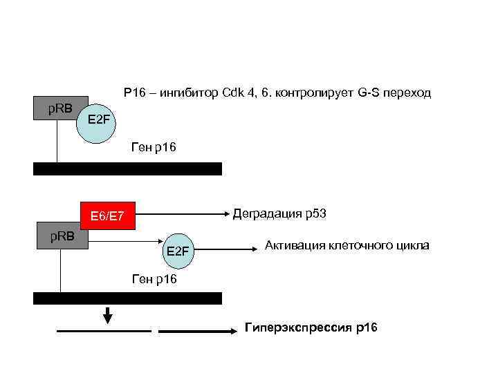 Р 16 – ингибитор Cdk 4, 6. контролирует G-S переход p. RB E 2