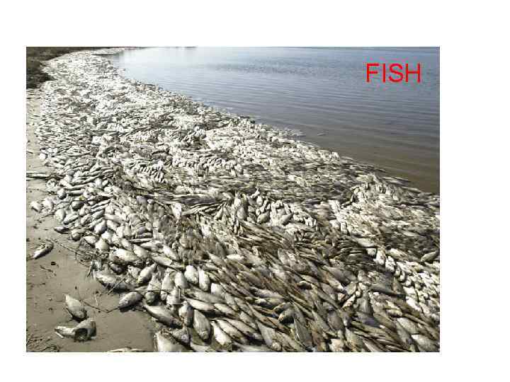 FISH 