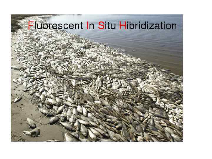 Fluorescent In Situ Hibridization 