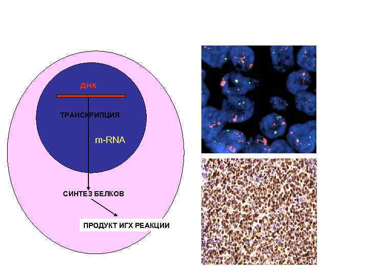 днк ТРАНСКРИПЦИЯ m-RNA СИНТЕЗ БЕЛКОВ ПРОДУКТ ИГХ РЕАКЦИИ 