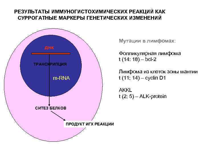 РЕЗУЛЬТАТЫ ИММУНОГИСТОХИМИЧЕСКИХ РЕАКЦИЙ КАК СУРРОГАТНЫЕ МАРКЕРЫ ГЕНЕТИЧЕСКИХ ИЗМЕНЕНИЙ Мутации в лимфомах: днк ТРАНСКРИПЦИЯ m-RNA