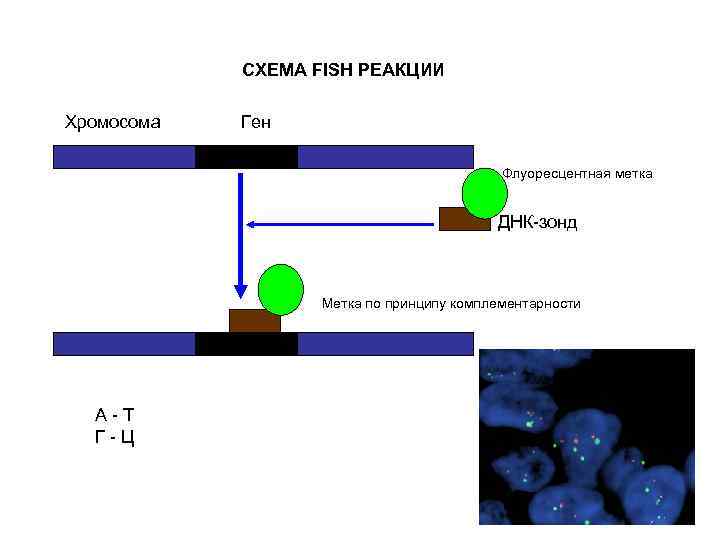 СХЕМА FISH РЕАКЦИИ Хромосома Ген Флуоресцентная метка ДНК-зонд Метка по принципу комплементарности А-Т Г-Ц