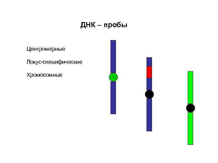 ДНК – пробы Центромерные Локус-специфические Хромосомные 