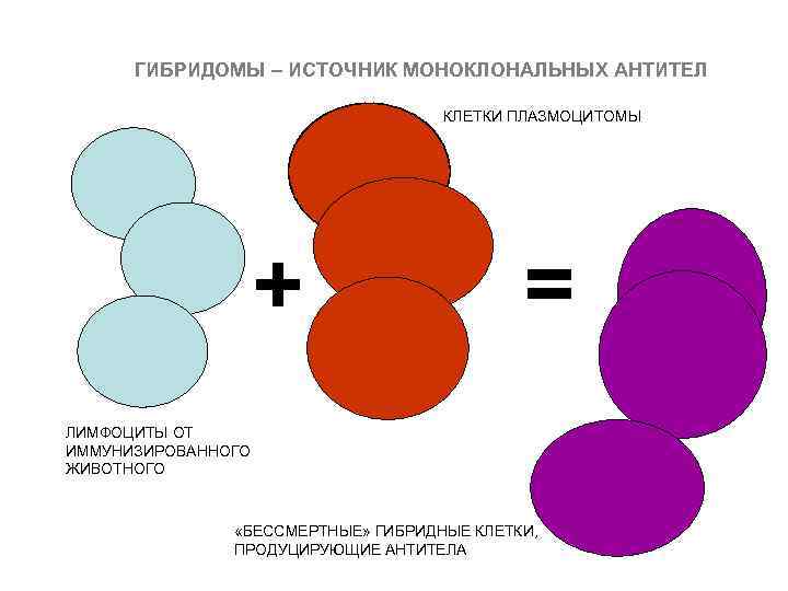 Технология гибридом. Гибридные клетки. Гибридомы и моноклональные антитела. Структурамоноклональных антител. Этапы производства моноклональных антител.