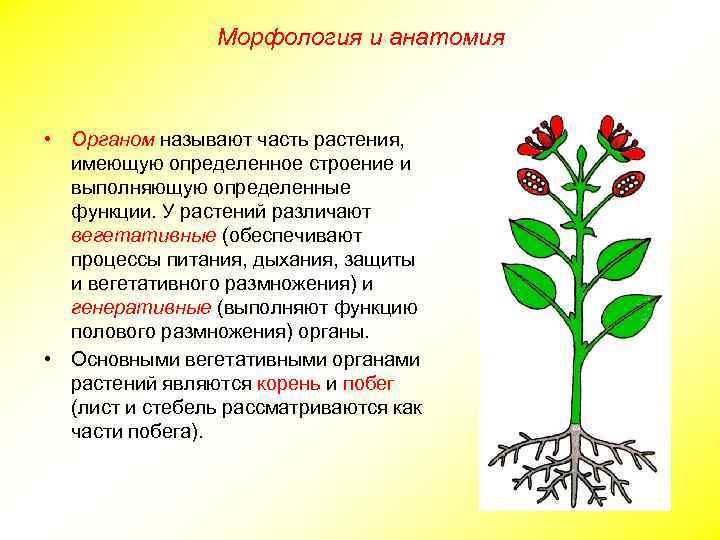 Морфология и анатомия • Органом называют часть растения, имеющую определенное строение и выполняющую определенные