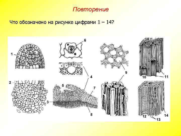 Повторение Что обозначено на рисунке цифрами 1 – 14? 