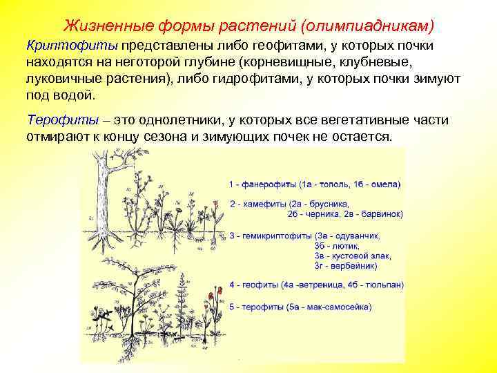 Жизненные формы растений (олимпиадникам) Криптофиты представлены либо геофитами, у которых почки находятся на неготорой