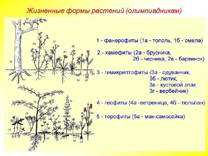 Жизненные формы растений (олимпиадникам) 