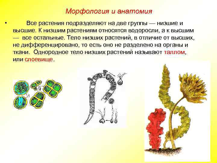 Морфология и анатомия • Все растения подразделяют на две группы — низшие и высшие.