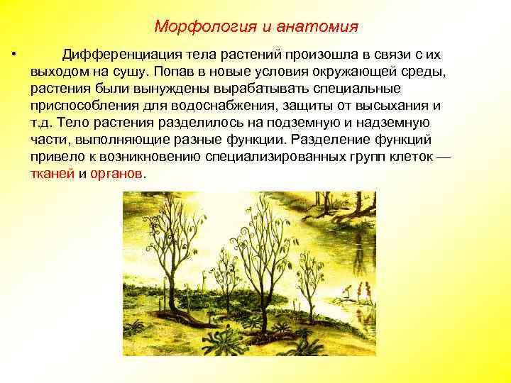 Морфология и анатомия • Дифференциация тела растений произошла в связи с их выходом на
