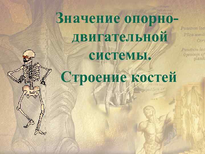Значение опорнодвигательной системы. Строение костей 