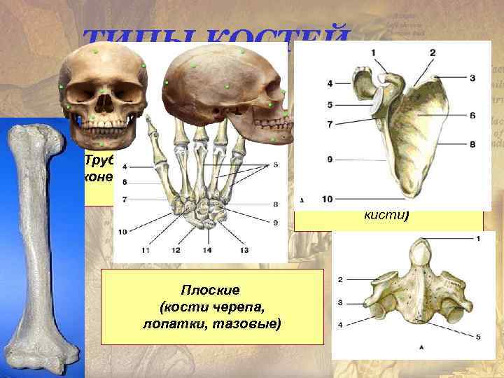 ТИПЫ КОСТЕЙ Трубчатые (конечности) Плоские (кости черепа, лопатки, тазовые) Губчатые кости (тела позвонков, грудина,