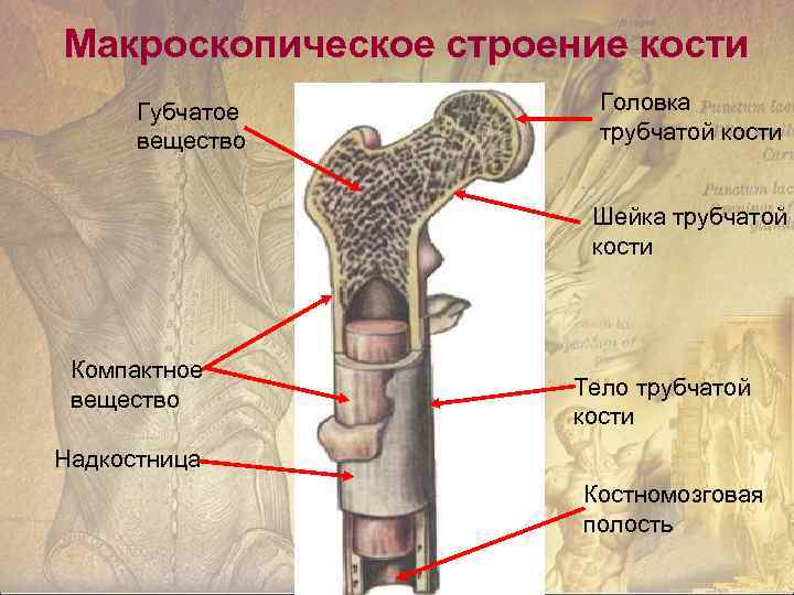 Макроскопическое строение кости Губчатое вещество Головка трубчатой кости Шейка трубчатой кости Компактное вещество Тело