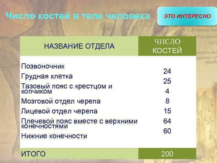 Число костей в теле человека ЭТО ИНТЕРЕСНО НАЗВАНИЕ ОТДЕЛА ЧИСЛО КОСТЕЙ Позвоночник Грудная клетка
